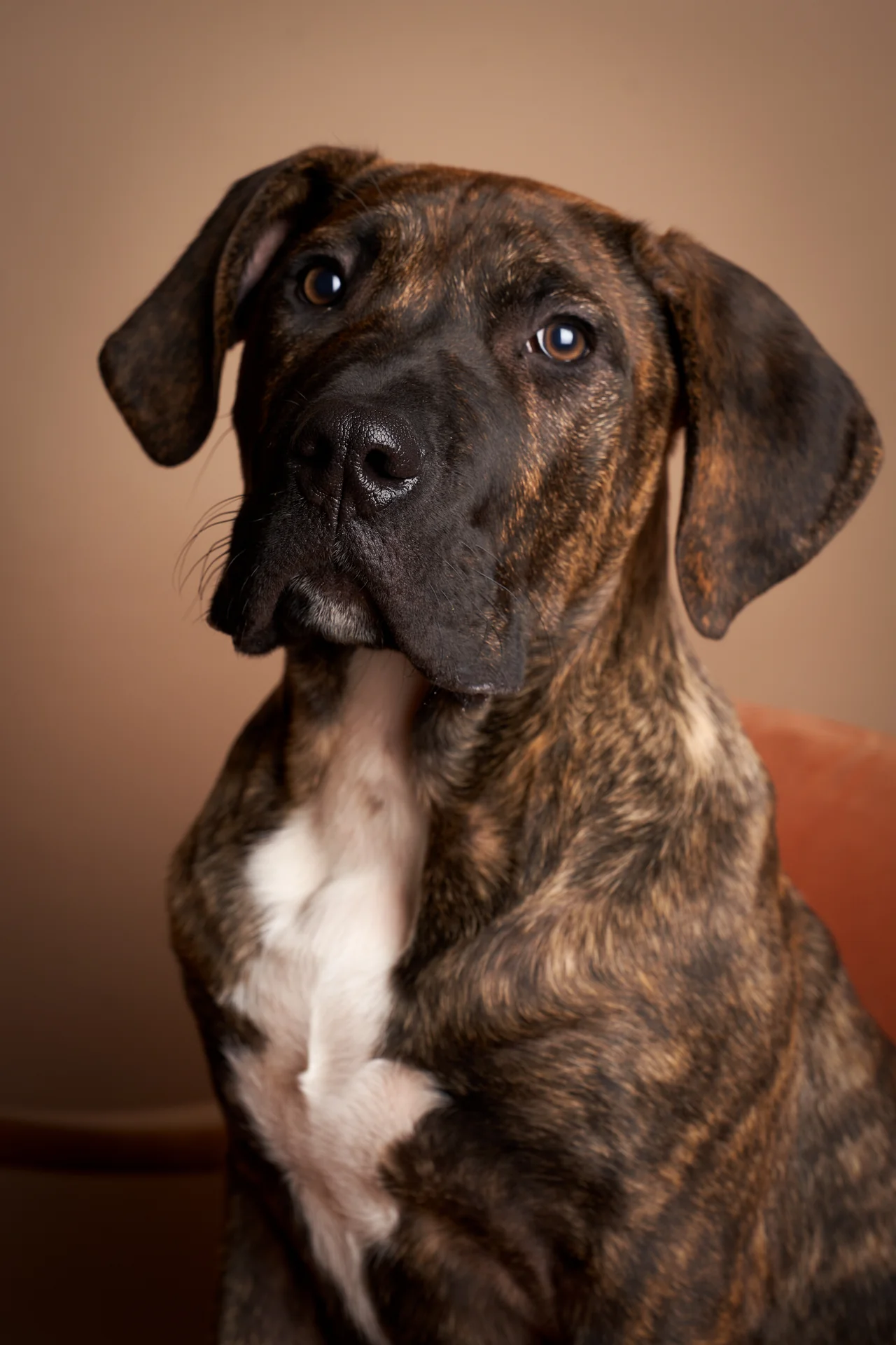 Studio portrait of a great dane on a wooden floor